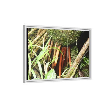 Framed Matte Canvas Wall Art — Tropical Rainforest Roots Photography - The strong orange roots of the Sierra Palm - that can survive hurricanes