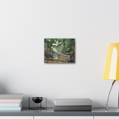 Deep Forest Explorations - El Yunque Holy Spirit River - Nikon D850 - Tropical Creek Canvas Print —  Jungle Stream Wall Art for Nature Lovers