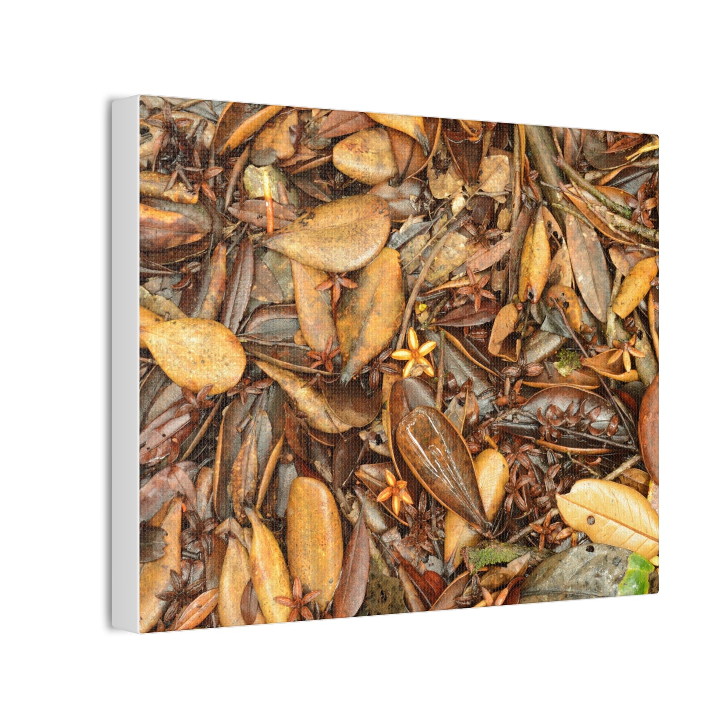 Autumn Leaf Floor Canvas Print — Deep Forest Explorations - El Yunque - Nikon D850 Stretched Wall Art (0.75")