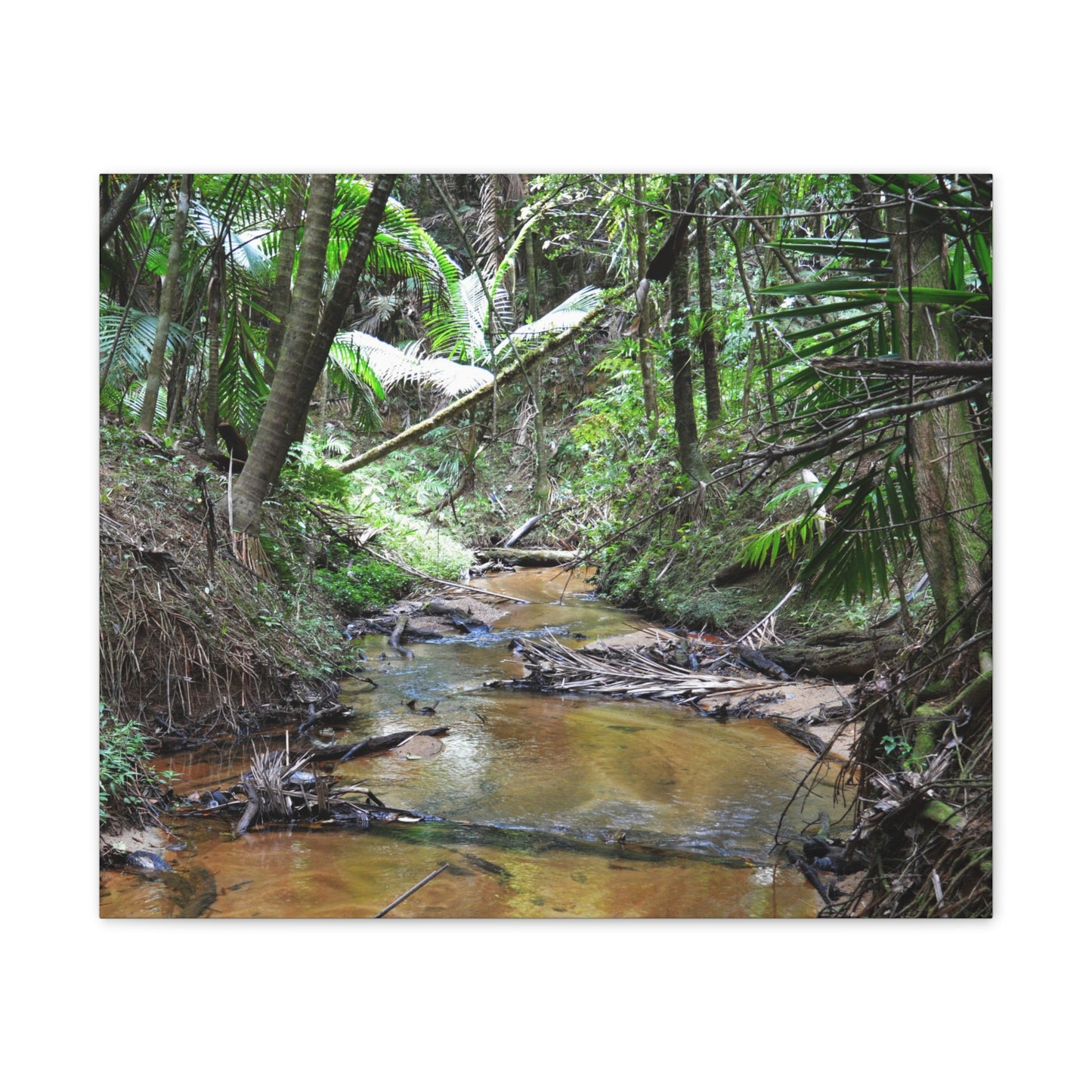 Deep Forest Explorations - El Yunque Holy Spirit River - Nikon D850 - Tropical Creek Canvas Print —  Jungle Stream Wall Art for Nature Lovers