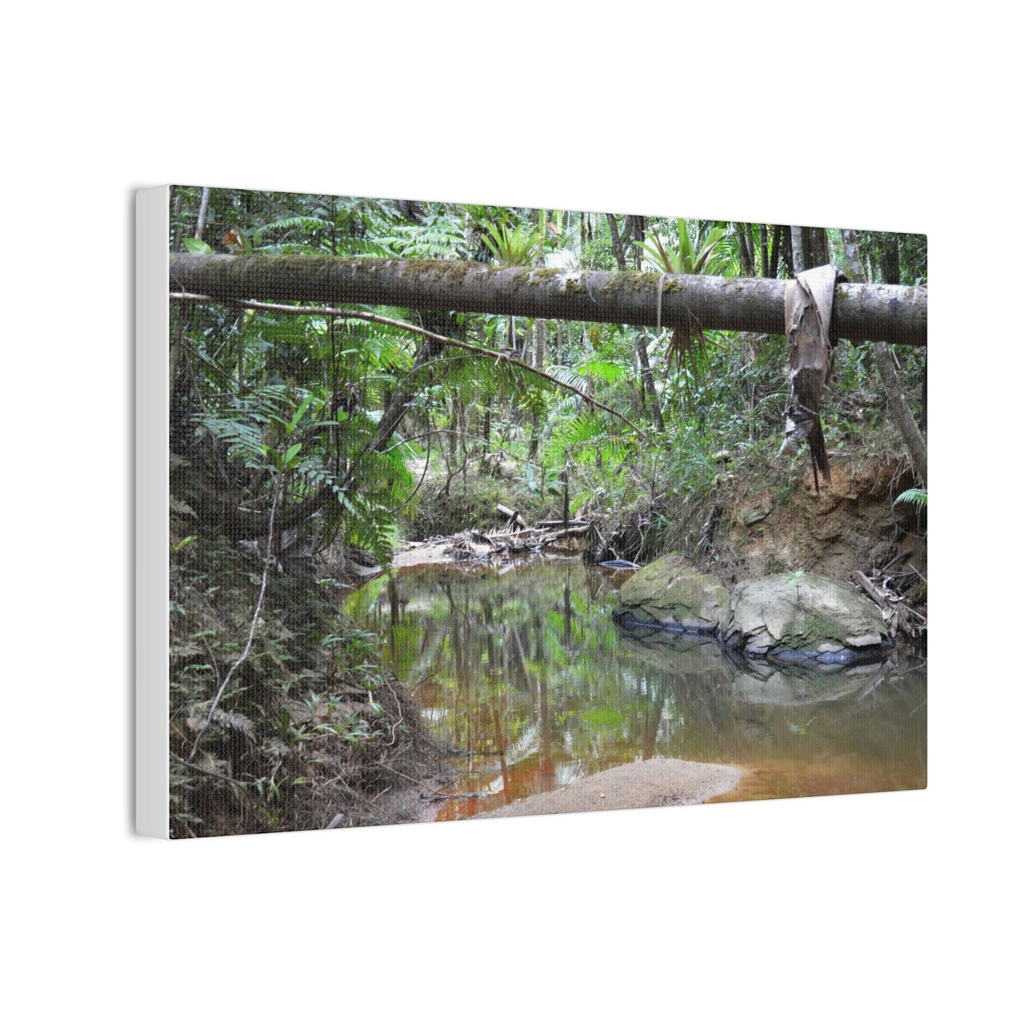 Deep Forest Explorations - El Yunque Holy Spirit River - Nikon D850 - Rainforest Creek Canvas Print — Tropical Jungle Stream Wall Art
