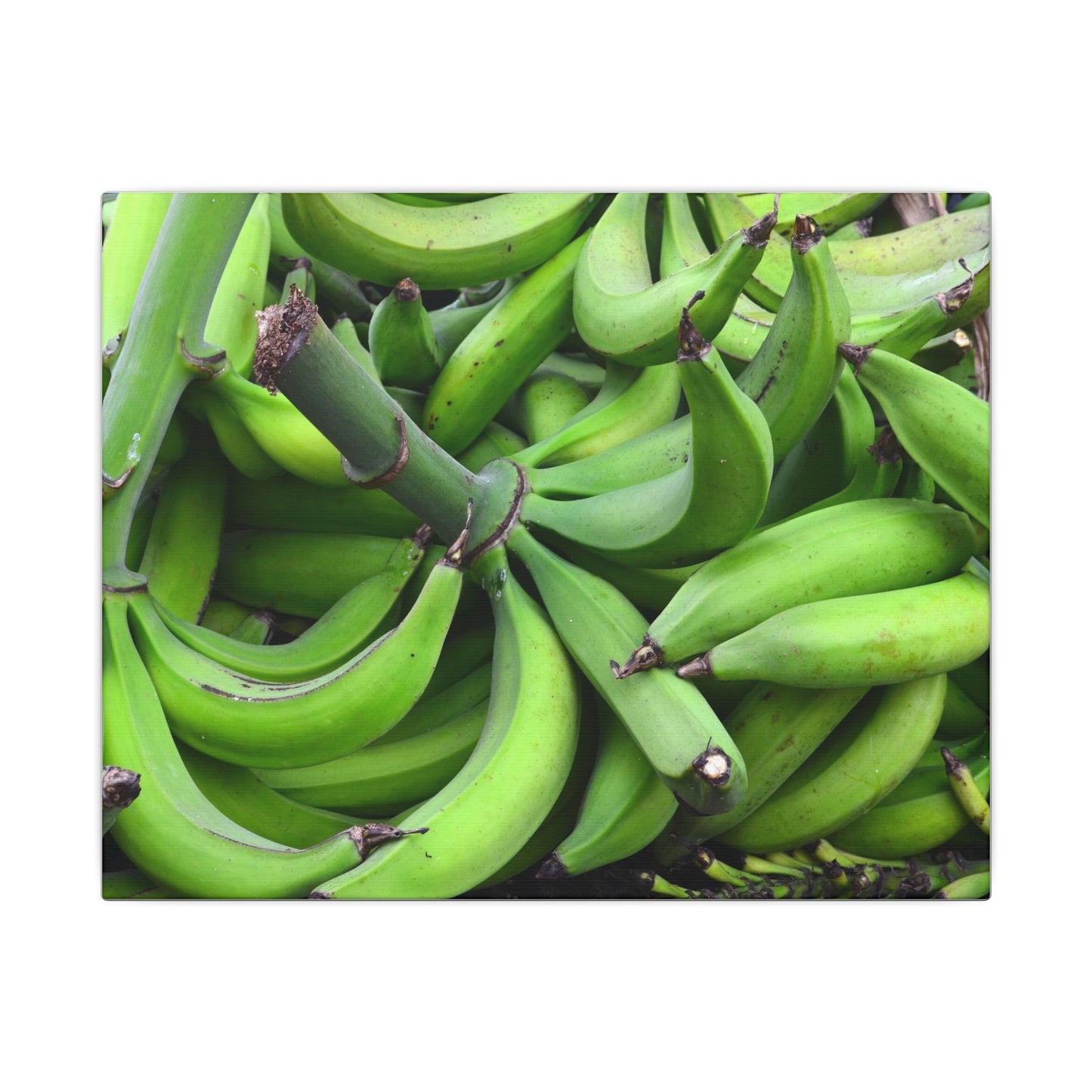 Green Banana Bunch Matte Canvas Wall Art — Tropical Kitchen Decor - Platanos in Puerto Rico - ready for cooking - for tostones etc.