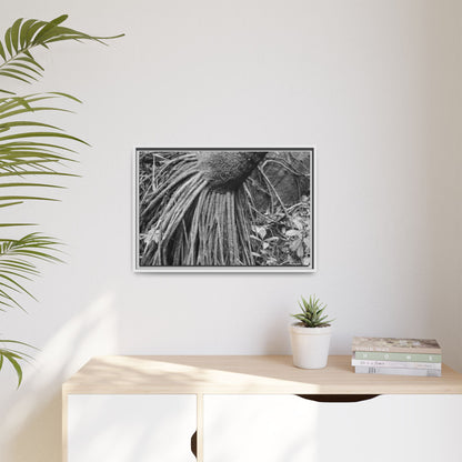Framed Matte Canvas Wall Art — Tropical Rainforest Roots Photography - B&W roots of the Sierra Palm tree - Nikon