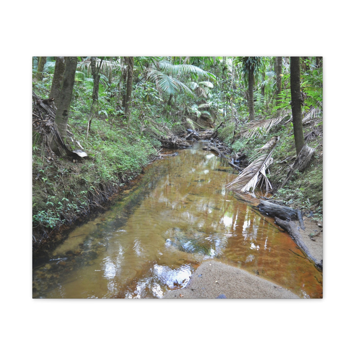 Deep Forest Explorations - El Yunque Holy Spirit River - Nikon D850 - Forest Creek Canvas Print - Stretched 0.75" Nature Wall Art
