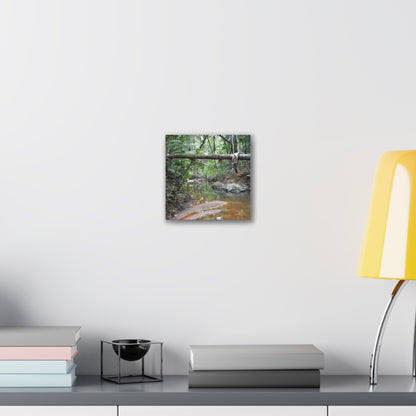 Deep Forest Explorations - El Yunque Holy Spirit River - Nikon D850 - Rainforest Creek Canvas Print — Tropical Jungle Stream Wall Art