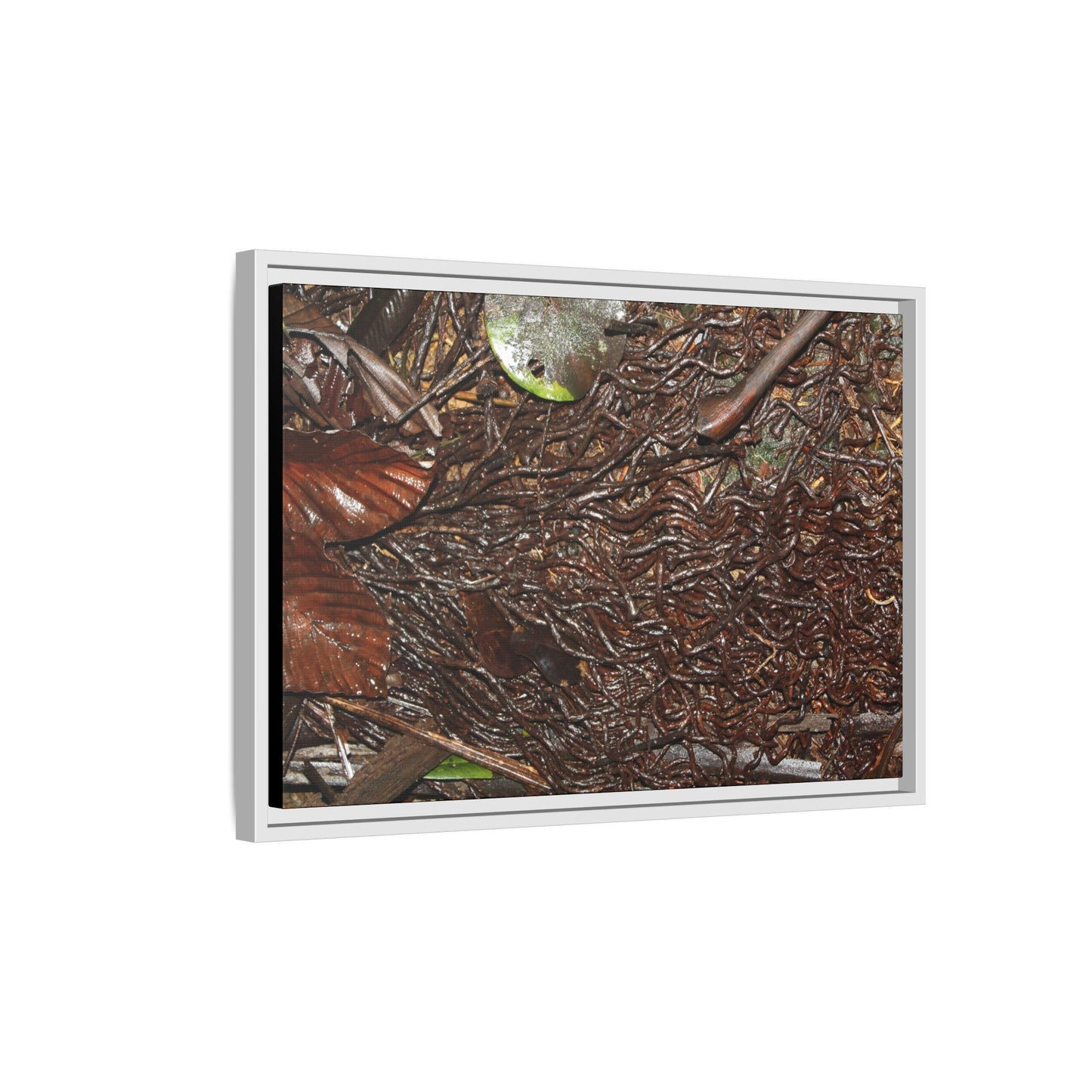 Framed Matte Canvas Wall Art — Tropical Rainforest Decomposing Sierra Palm Seeds Branch - Photography - Tradewinds