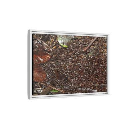 Framed Matte Canvas Wall Art — Tropical Rainforest Decomposing Sierra Palm Seeds Branch - Photography - Tradewinds