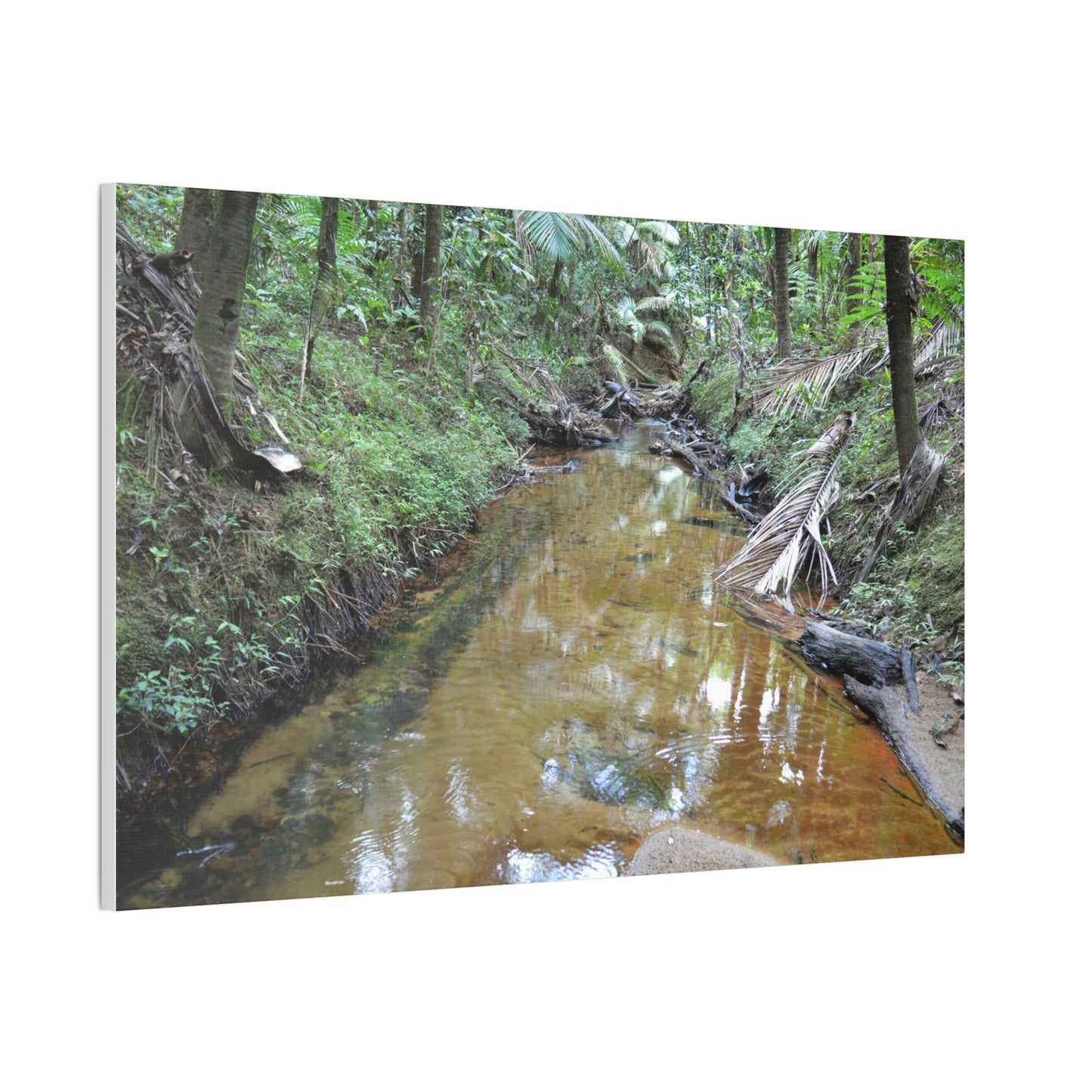 Deep Forest Explorations - El Yunque Holy Spirit River - Nikon D850 - Forest Creek Canvas Print - Stretched 0.75" Nature Wall Art