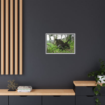 Framed Matte Canvas Wall Art — Tropical Rainforest Roots Photography - Not a nice image - but its an uprooted tree from 2017 Hurricane Maria > 200 MPH winds- that can survive hurricanes