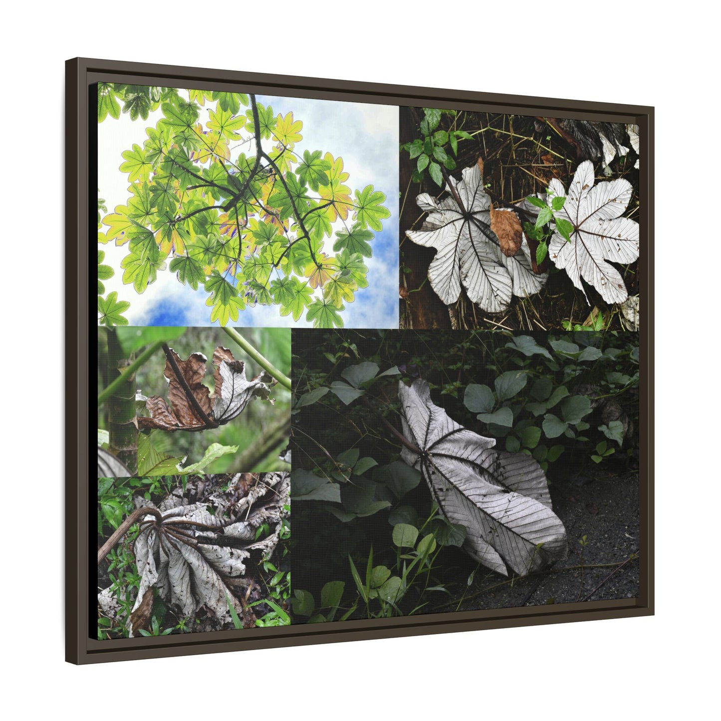 Tropical Vista Matte Canvas Framed Wall Art - Forest explorations - Deep in El Yunque rainforest PR - Mosaic#2 of the Unique Yagrumo Tree Leafs