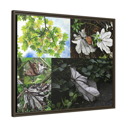 Tropical Vista Matte Canvas Framed Wall Art - Forest explorations - Deep in El Yunque rainforest PR - Mosaic#2 of the Unique Yagrumo Tree Leafs