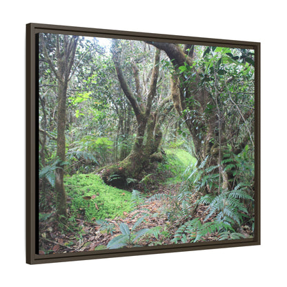 Tropical Vista Matte Canvas Framed Wall Art — Magic section of the remote Tradewinds Trail -  El Yunque rainforest PR