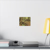 Complex of Tree Roots Canvas Wall Art — Woodland Forest Photography - In Tradewinds trail CLOUD FOREST - Trees have these roots to survive hurricanes