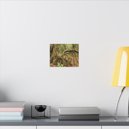 Complex of Tree Roots Canvas Wall Art — Woodland Forest Photography - In Tradewinds trail CLOUD FOREST - Trees have these roots to survive hurricanes