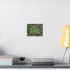 Green Groundcover Matte Canvas Wall Art — Lush Clover Patch Nature Print - Plants below the forest canopy - El Yunque Rainforest - Puerto Rico