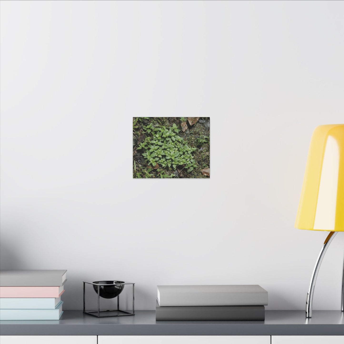 Green Groundcover Matte Canvas Wall Art — Lush Clover Patch Nature Print - Plants below the forest canopy - El Yunque Rainforest - Puerto Rico