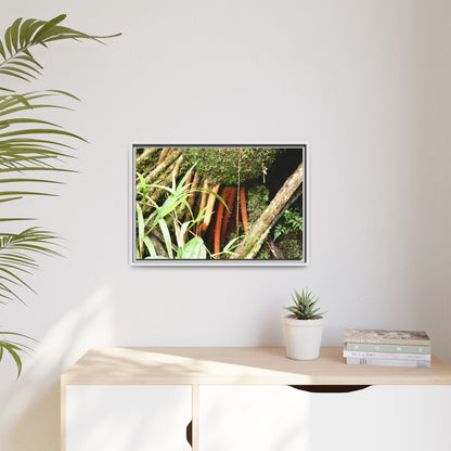 Framed Matte Canvas Wall Art — Tropical Rainforest Roots Photography - The strong orange roots of the Sierra Palm - that can survive hurricanes