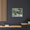 Tropical Vista Matte Canvas Framed Wall Art - Forest explorations - Deep in Sabana River Unusual Tree formations ??? -  El Yunque rainforest PR