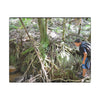 Forest Stream Adventure Matte Canvas Print — Boy Exploring Tree Roots Wall Art - Jose looks at the river - Tree has roots all over - Note the little sunlight
