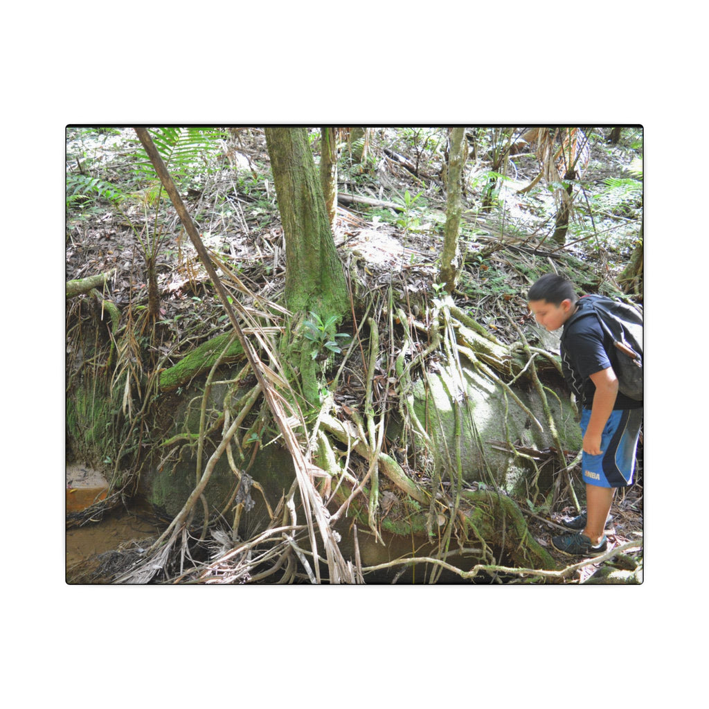 Forest Stream Adventure Matte Canvas Print — Boy Exploring Tree Roots Wall Art - Jose looks at the river - Tree has roots all over - Note the little sunlight