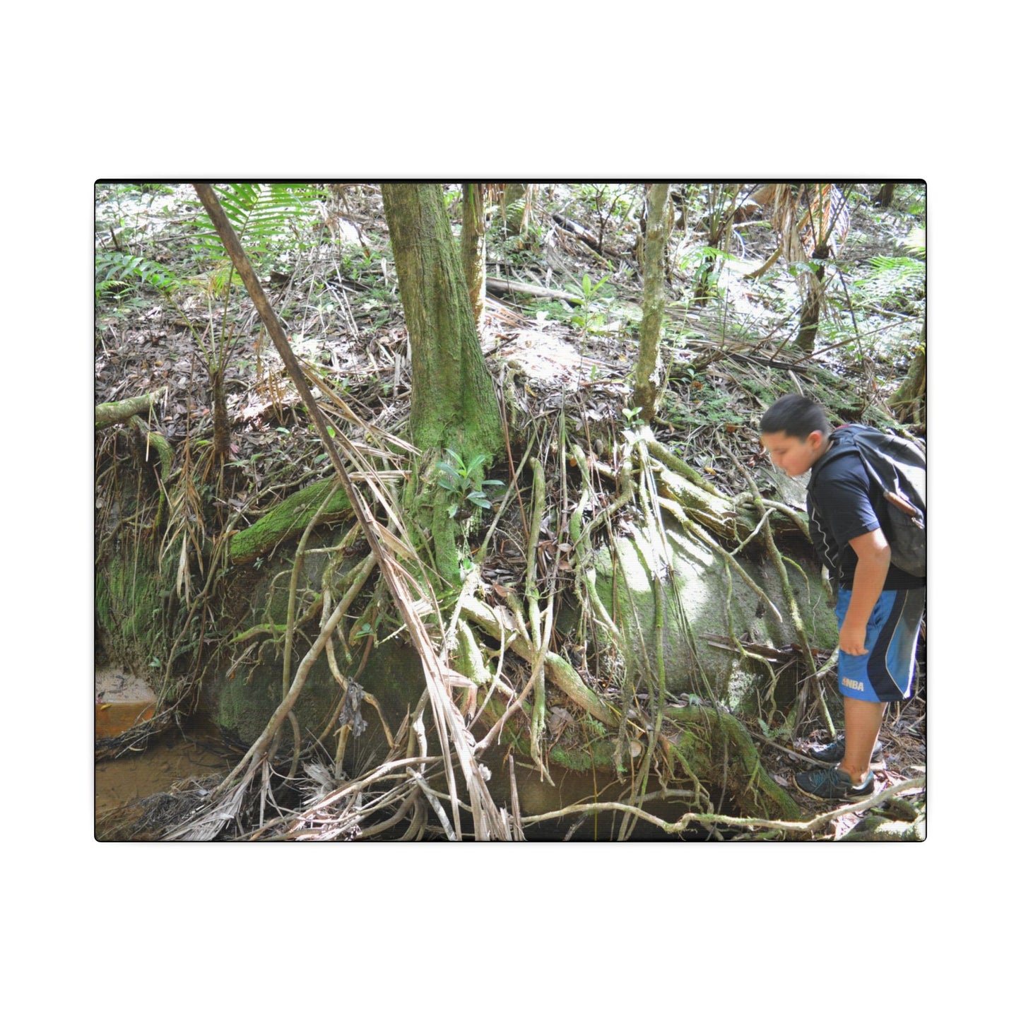Forest Stream Adventure Matte Canvas Print — Boy Exploring Tree Roots Wall Art - Jose looks at the river - Tree has roots all over - Note the little sunlight