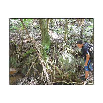Forest Stream Adventure Matte Canvas Print — Boy Exploring Tree Roots Wall Art - Jose looks at the river - Tree has roots all over - Note the little sunlight
