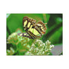 Butterfly on Flower Matte Canvas Wall Art — Nature Photography Print - El Yunque Rainforest - Puerto Rico - Deep forest explorations