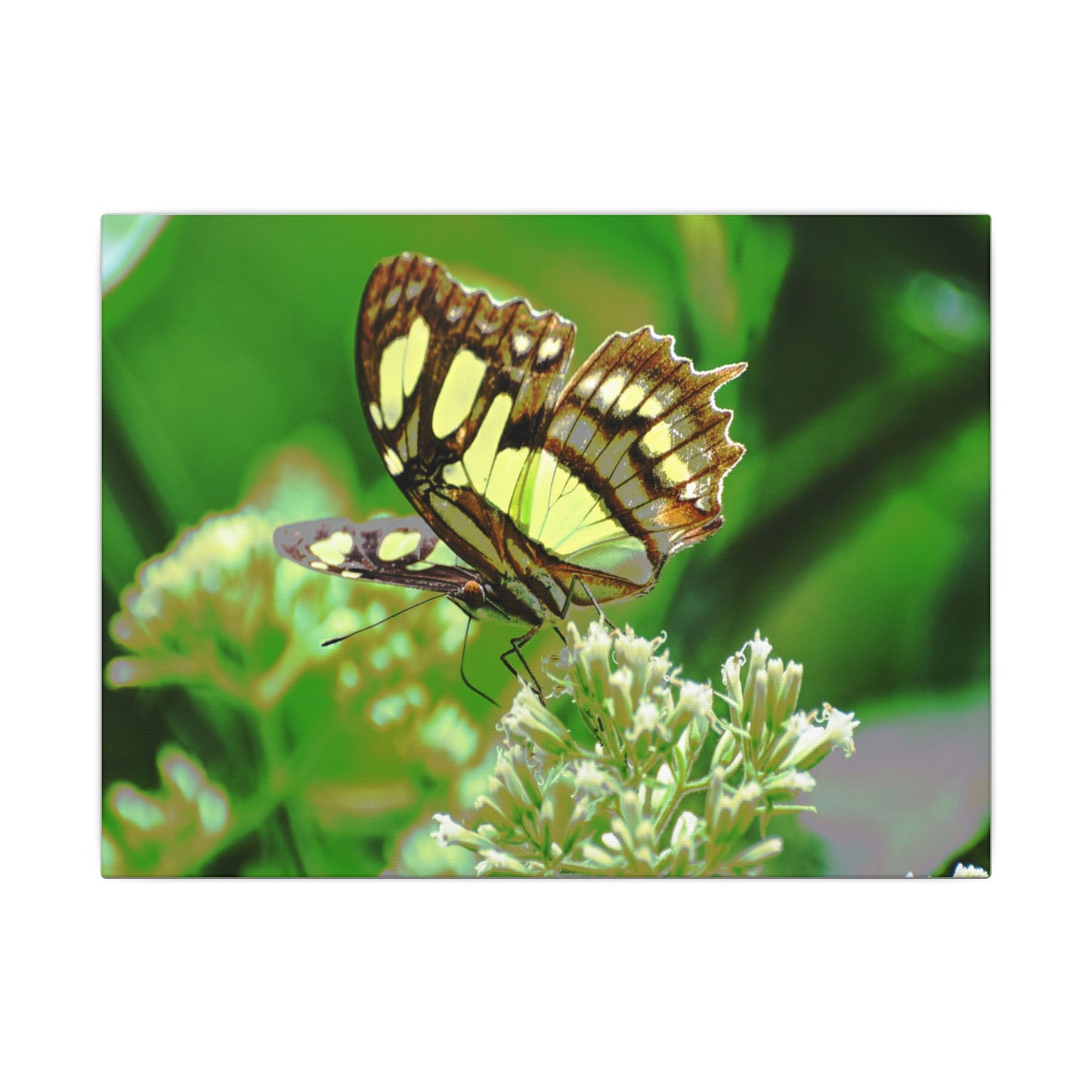 Butterfly on Flower Matte Canvas Wall Art — Nature Photography Print - El Yunque Rainforest - Puerto Rico - Deep forest explorations