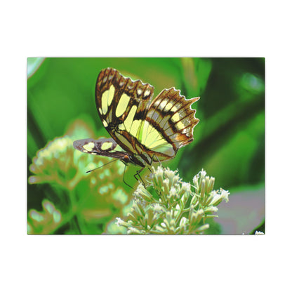 Butterfly on Flower Matte Canvas Wall Art — Nature Photography Print - El Yunque Rainforest - Puerto Rico - Deep forest explorations