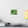 Green Banana Bunch Matte Canvas Wall Art — Tropical Kitchen Decor - Platanos in Puerto Rico - ready for cooking - for tostones etc.