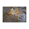 Yagrumo Leaf Floating — Matte Canvas Wall Art - Yagrumo leaf - white side - in a flooded Rio Sabana river - El Yunque Rainforest - Puerto Rico - Deep forest explorations