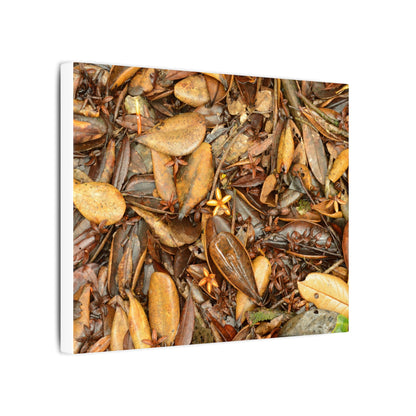 Leaf Floor Canvas Print — Matte Stretched Wall Art - Tradewinds trail - below canopy of local peak - leaf variety & geometry & stars ...