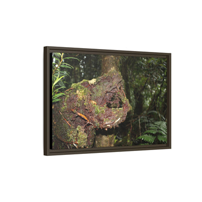 Framed Matte Canvas Wall Art — Tropical Rainforest Roots Photography - Not a nice image - a slowly decomposing red Tree (very hard wood) in Tradewinds trail