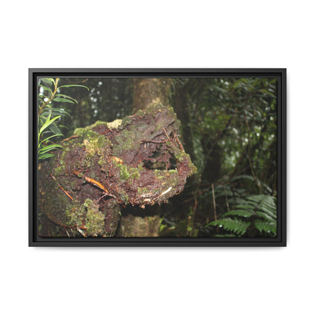 Framed Matte Canvas Wall Art — Tropical Rainforest Roots Photography - Not a nice image - a slowly decomposing red Tree (very hard wood) in Tradewinds trail
