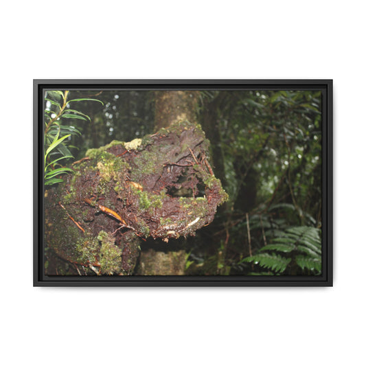 Framed Matte Canvas Wall Art — Tropical Rainforest Roots Photography - Not a nice image - a slowly decomposing red Tree (very hard wood) in Tradewinds trail