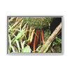 Framed Matte Canvas Wall Art — Tropical Rainforest Roots Photography - The strong orange roots of the Sierra Palm - that can survive hurricanes