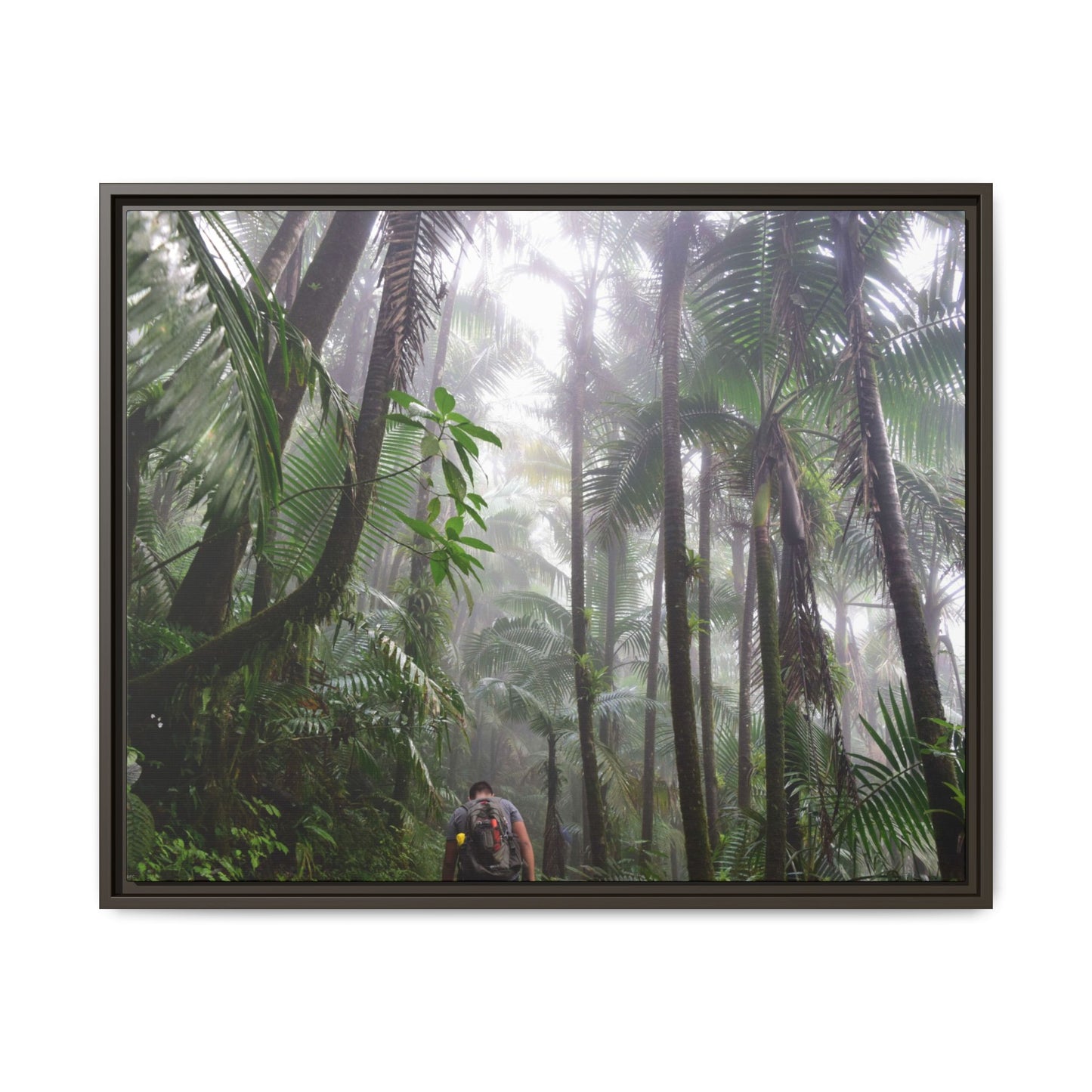 Tropical Vista Matte Canvas Framed Wall Art - Forest explorations - My son Jose is tired on El Yunque High-Forest (in the clouds) trail -  El Yunque rainforest PR