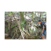 Forest Stream Adventure Matte Canvas Print — Boy Exploring Tree Roots Wall Art - Jose looks at the river - Tree has roots all over - Note the little sunlight