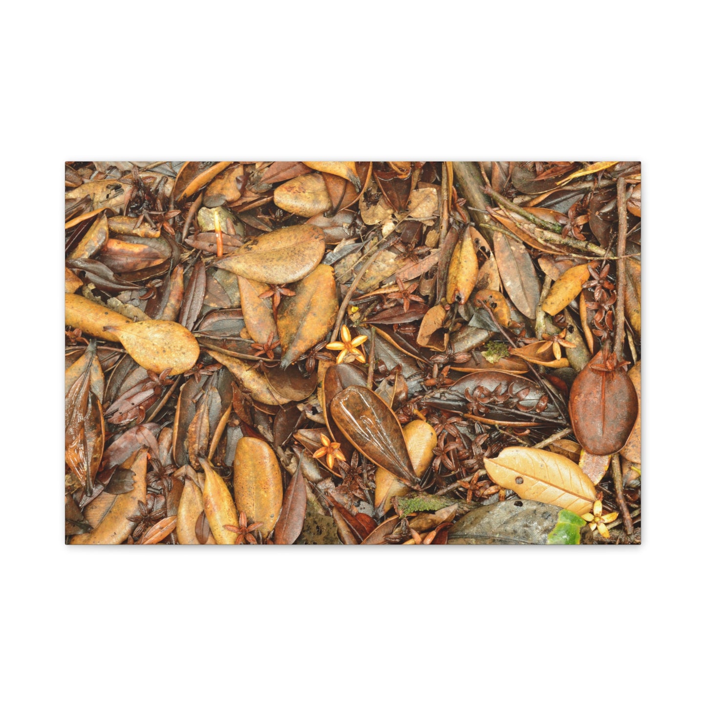 Autumn Leaf Floor Canvas Print — Deep Forest Explorations - El Yunque - Nikon D850 Stretched Wall Art (0.75")