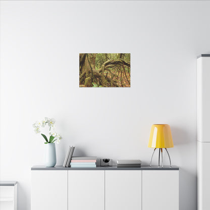 Complex of Tree Roots Canvas Wall Art — Woodland Forest Photography - In Tradewinds trail CLOUD FOREST - Trees have these roots to survive hurricanes