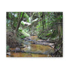 Deep Forest Explorations - El Yunque Holy Spirit River - Nikon D850 - Tropical Creek Canvas Print —  Jungle Stream Wall Art for Nature Lovers