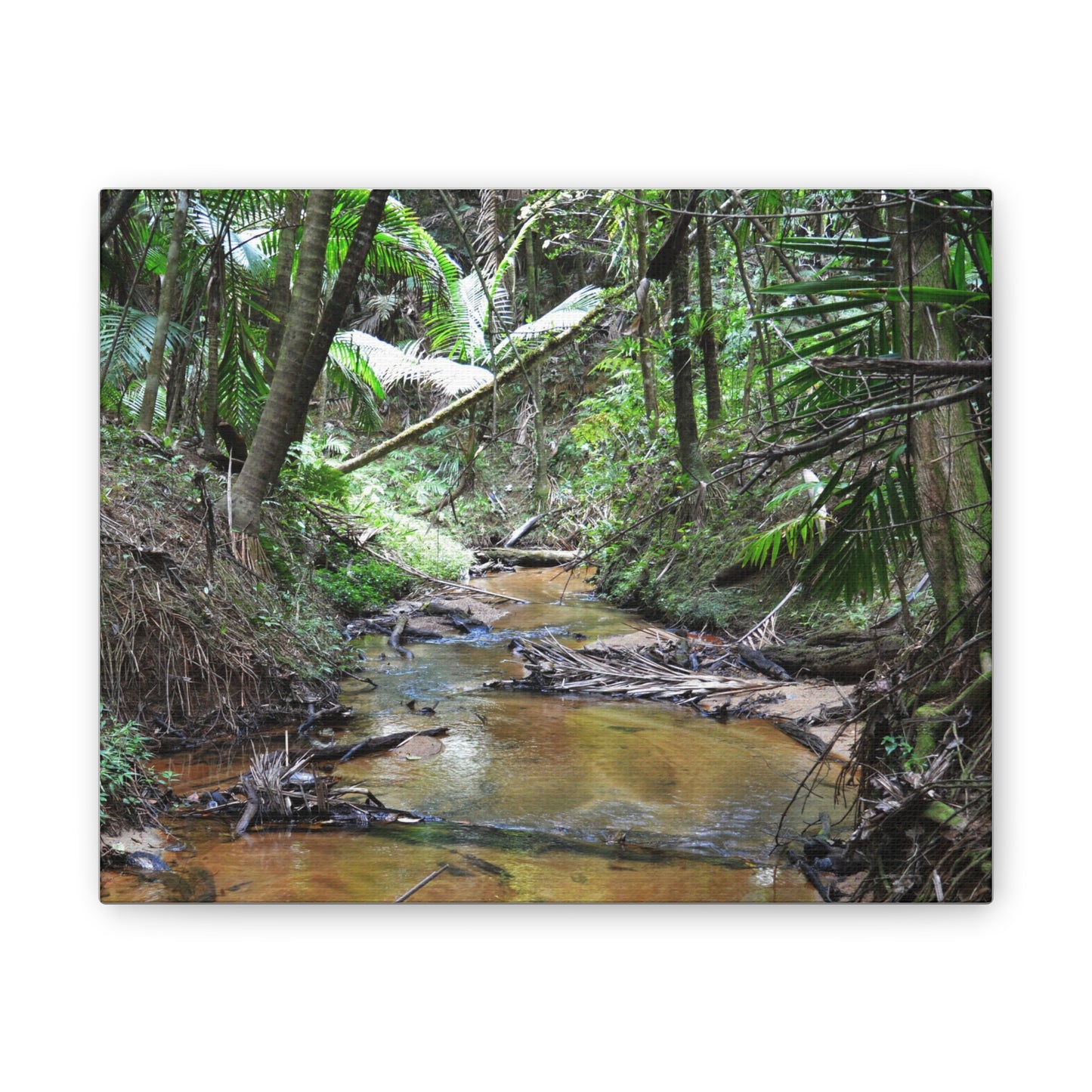 Deep Forest Explorations - El Yunque Holy Spirit River - Nikon D850 - Tropical Creek Canvas Print —  Jungle Stream Wall Art for Nature Lovers
