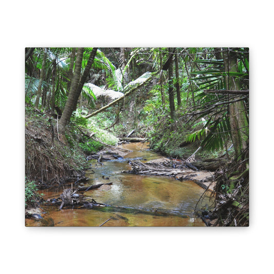 Deep Forest Explorations - El Yunque Holy Spirit River - Nikon D850 - Tropical Creek Canvas Print —  Jungle Stream Wall Art for Nature Lovers