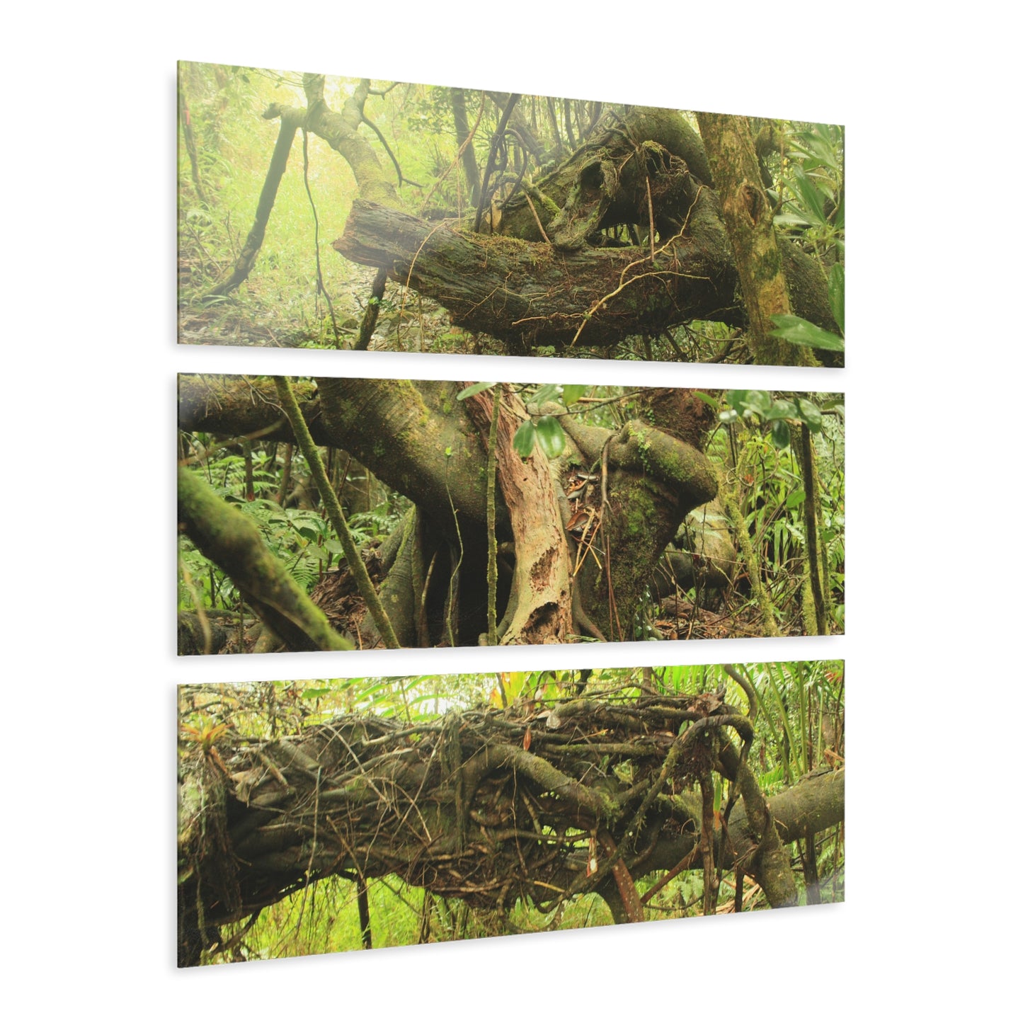 El Yunque Rainforest - Truly Weird Trees of the Deep Forest - Nikon D850 - Triptych Acrylic Print – Forest Creek Landscape Wall Art