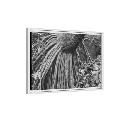 Framed Matte Canvas Wall Art — Tropical Rainforest Roots Photography - B&W roots of the Sierra Palm tree - Nikon