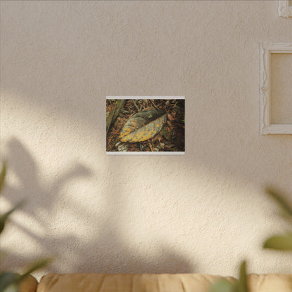 Tradewinds Trail - Fallen Colorful Leaf - Matte Canvas Print — Stretched Wall Art - El Yunque Rainforest - Puerto Rico - Deep forest explorations