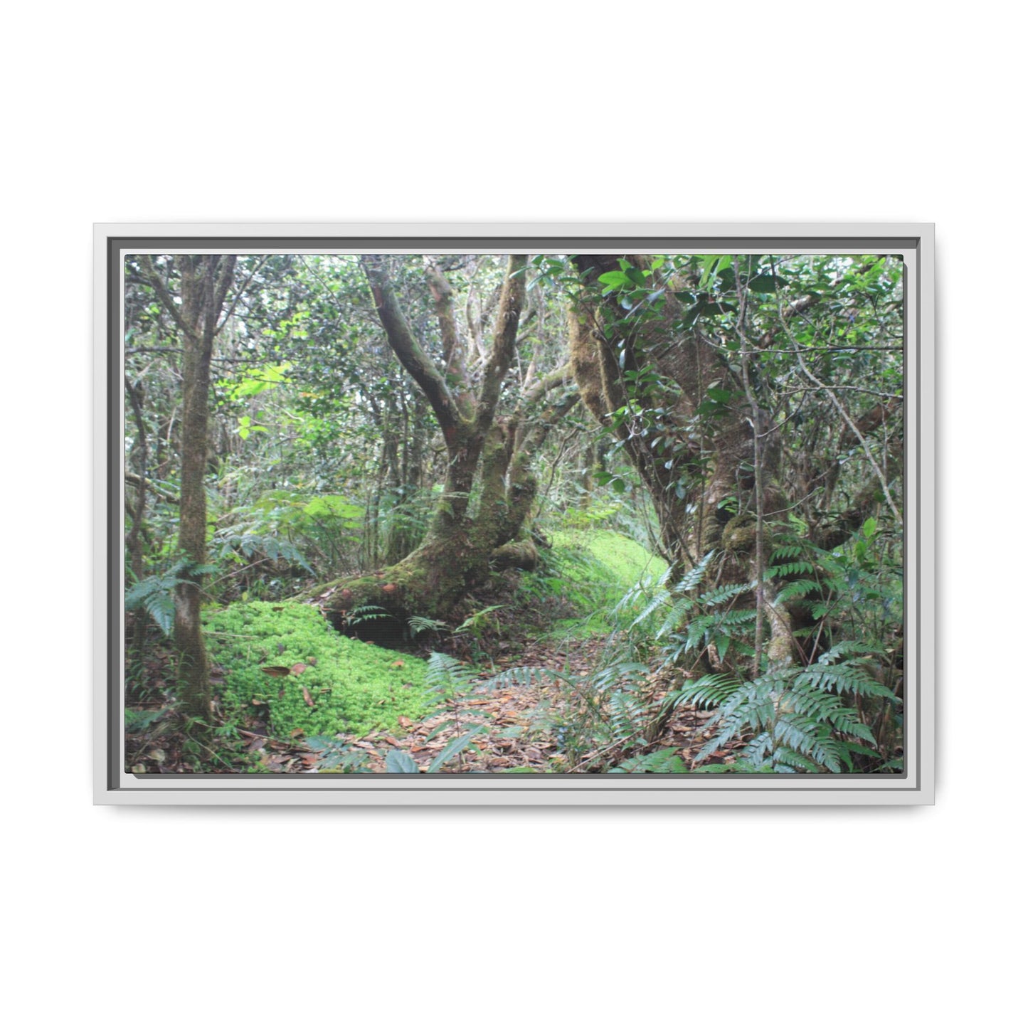 Tropical Vista Matte Canvas Framed Wall Art — Magic section of the remote Tradewinds Trail -  El Yunque rainforest PR
