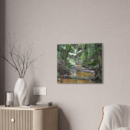 Deep Forest Explorations - El Yunque Holy Spirit River - Nikon D850 - Tropical Creek Canvas Print —  Jungle Stream Wall Art for Nature Lovers