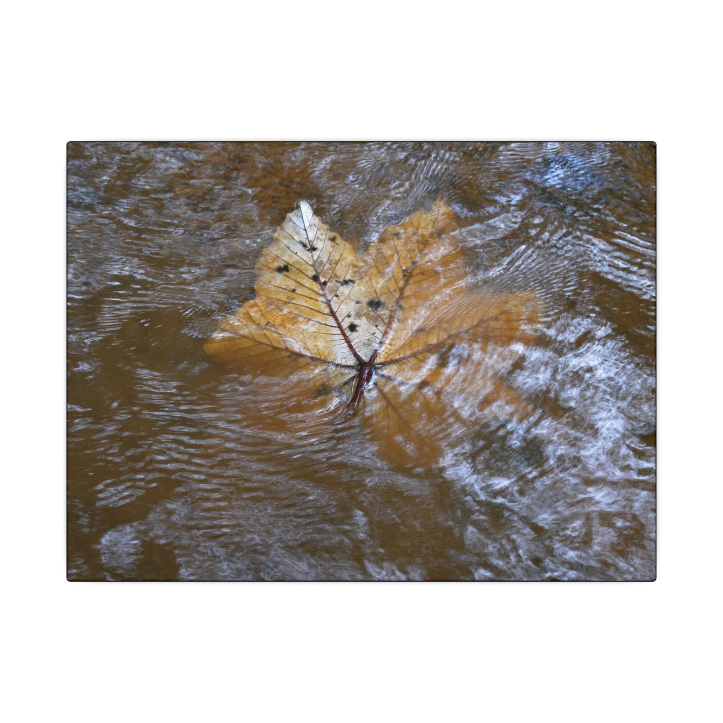 Yagrumo Leaf Floating — Matte Canvas Wall Art - Yagrumo leaf - white side - in a flooded Rio Sabana river - El Yunque Rainforest - Puerto Rico - Deep forest explorations