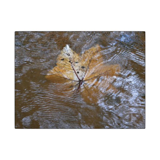 Yagrumo Leaf Floating — Matte Canvas Wall Art - Yagrumo leaf - white side - in a flooded Rio Sabana river - El Yunque Rainforest - Puerto Rico - Deep forest explorations